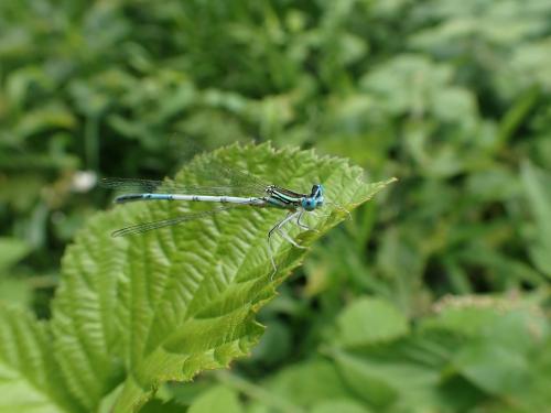 Platycnemis pennipes